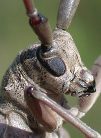 Oak Sapling Borer